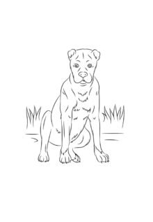 boksör köpek boyama resmi pdf indir yazdır