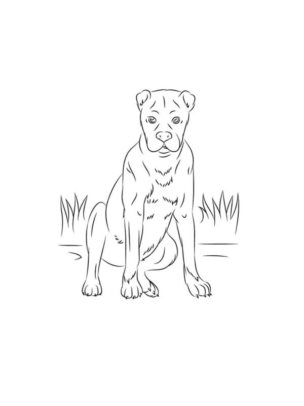 boksör köpek boyama resmi pdf indir yazdır